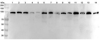 ACTN2 Rabbit Polyclonal Antibody