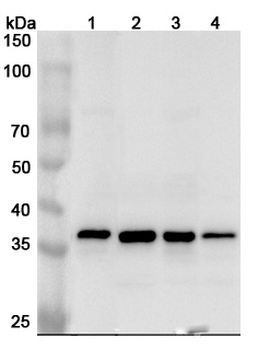 APEX1 Rabbit Polyclonal Antibody