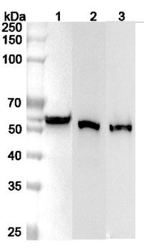 ALDH3A1 Rabbit Polyclonal Antibody