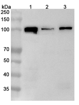 SFPQ Rabbit Polyclonal Antibody