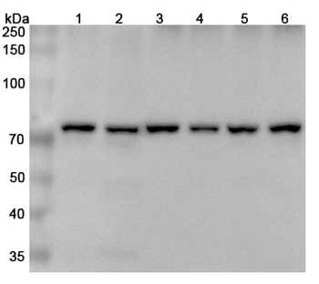 XRCC6 Rabbit Polyclonal Antibody