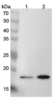 ARL3 Rabbit Polyclonal Antibody