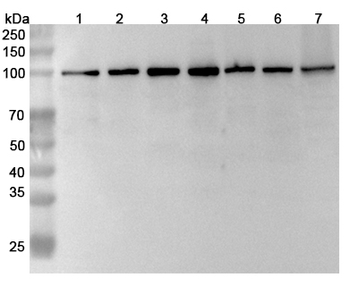 MCM6 Rabbit Polyclonal Antibody