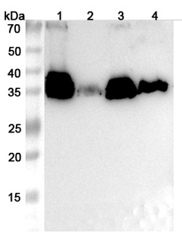 Penaeus monodon TM1/Tropomyosin Rabbit Polyclonal Antibody