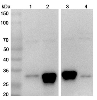 HLA-DR10 Rabbit Polyclonal Antibody