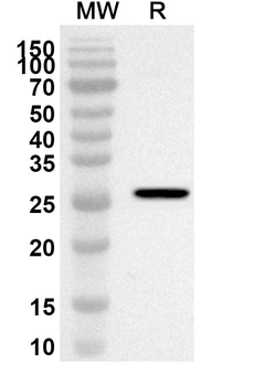 CDC25C Rabbit Polyclonal Antibody