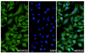 MTHFD2 Rabbit Polyclonal Antibody