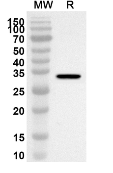 SIRT3 Rabbit Polyclonal Antibody