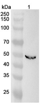 TMPRSS11E/DESC1 Rabbit Polyclonal Antibody