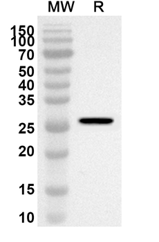 ELOVL3/CIG30 Rabbit Polyclonal Antibody