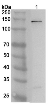 PIK3CG Rabbit Polyclonal Antibody