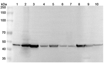 GDA Rabbit Polyclonal Antibody