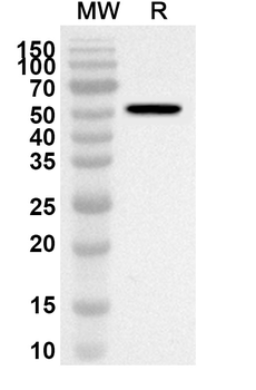 HSPBP1 Rabbit Polyclonal Antibody