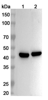 PTGES2 Rabbit Polyclonal Antibody