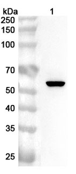 TP63 Rabbit Polyclonal Antibody