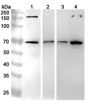 NUP85 Rabbit Polyclonal Antibody