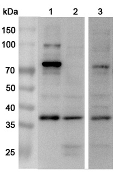 NUP37 Rabbit Polyclonal Antibody