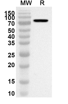 NFE2L2 Rabbit Polyclonal Antibody
