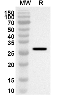 RGN Rabbit Polyclonal Antibody