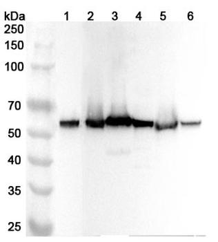 BECN1 Rabbit Polyclonal Antibody
