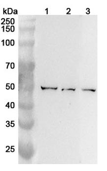 BLMH Rabbit Polyclonal Antibody