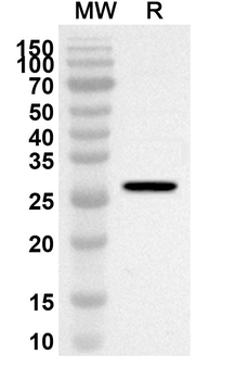 FADD Rabbit Polyclonal Antibody