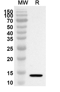CYCS Rabbit Polyclonal Antibody
