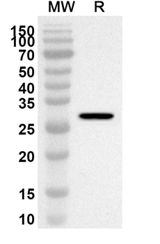 GRB2 Rabbit Polyclonal Antibody