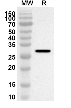 LOXL3 Rabbit Polyclonal Antibody