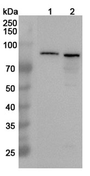 MRE11 Rabbit Polyclonal Antibody