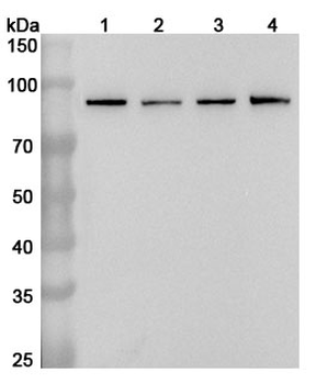 STAT3 Rabbit Polyclonal Antibody