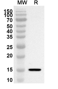 CD66d/CEACAM3 Rabbit Polyclonal Antibody