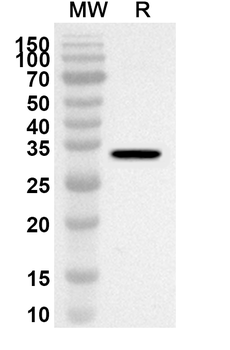 PPARG Rabbit Polyclonal Antibody