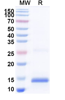 IL13 Rabbit Polyclonal Antibody
