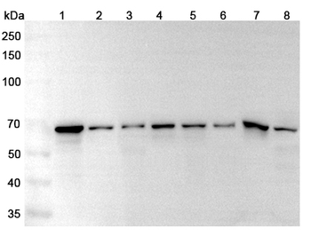 STIP1 Rabbit Polyclonal Antibody