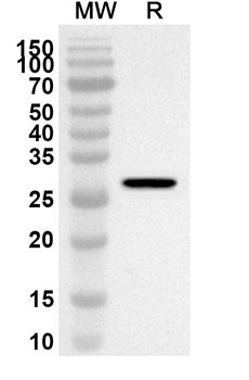 PSMB6 Rabbit Polyclonal Antibody