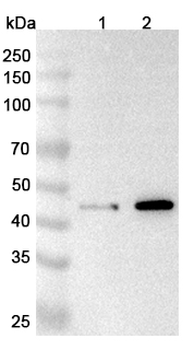 CFP Rabbit Polyclonal Antibody