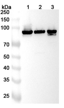 CANX Rabbit Polyclonal Antibody
