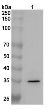 NFKBIA Rabbit Polyclonal Antibody