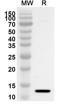GAL Rabbit Polyclonal Antibody