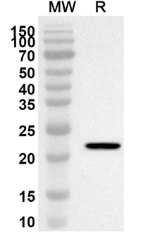 FGF7 Rabbit Polyclonal Antibody