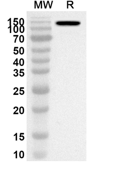 CD11c/ITGAX Rabbit Polyclonal Antibody