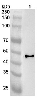 HLA-G Rabbit Polyclonal Antibody