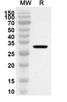 CREB1 Rabbit Polyclonal Antibody