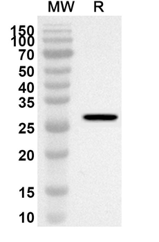 CD1E Rabbit Polyclonal Antibody