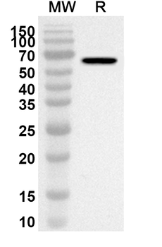CPA3 Rabbit Polyclonal Antibody