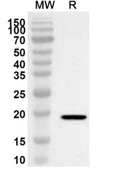 IL7 Rabbit Polyclonal Antibody