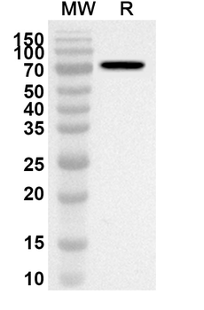 HSPA1A Rabbit Polyclonal Antibody