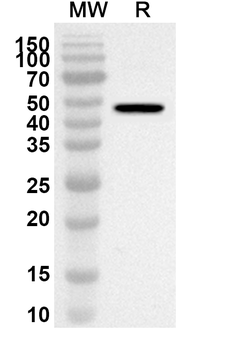 CTSG Rabbit Polyclonal Antibody