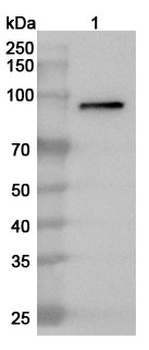 MPO Rabbit Polyclonal Antibody
